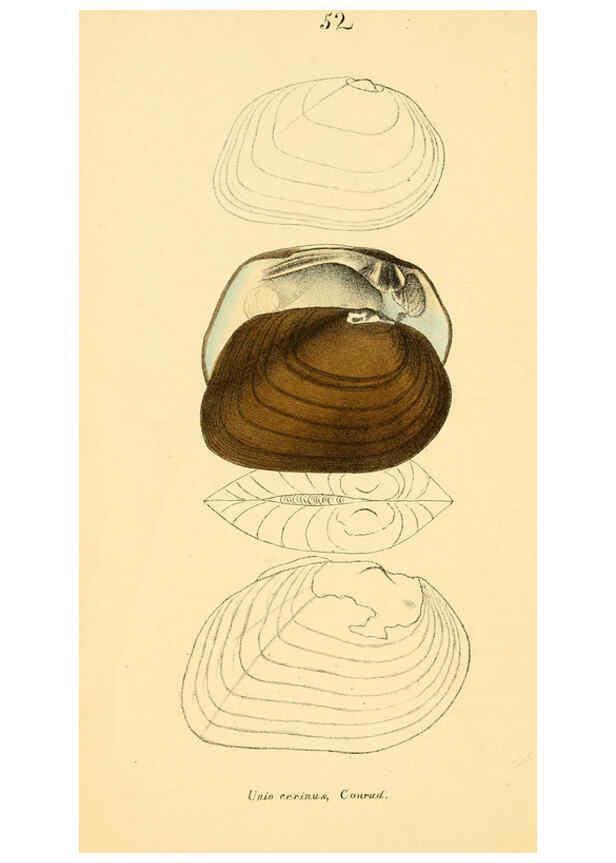 Reproducción/Reproduction 6377451679: Monography of the family Unionidæ. v.1-12. Philadelphia :J. Dobson,1836- 