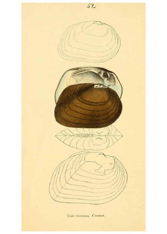 Reproducción/Reproduction 6377451679: Monography of the family Unionidæ. v.1-12. Philadelphia :J. Dobson,1836- 