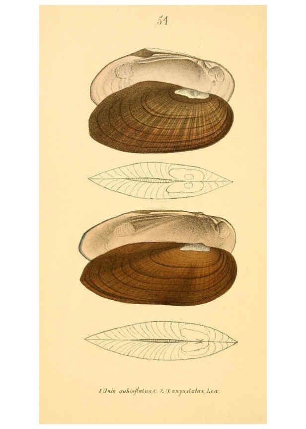Reproducción/Reproduction 6377453243: Monography of the family Unionidæ. v.1-12. Philadelphia :J. Dobson,1836- 