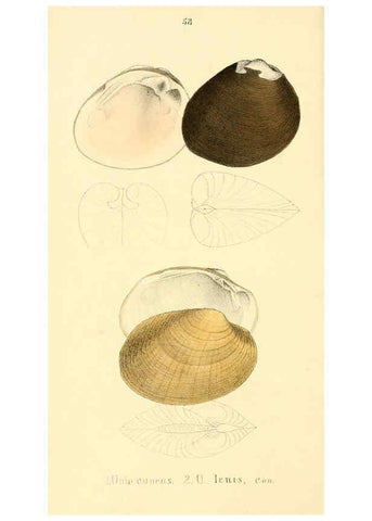 Reproducción/Reproduction 6377459905: Monography of the family Unionidæ. v.1-12. Philadelphia :J. Dobson,1836- 