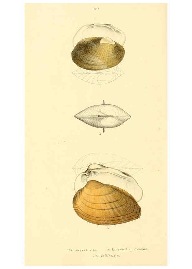 Reproducción/Reproduction 6377461839: Monography of the family Unionidæ. v.1-12. Philadelphia :J. Dobson,1836- 