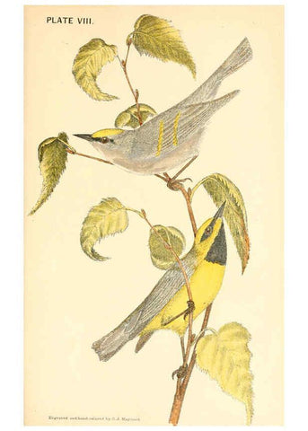 Reproducción/Reproduction 6383198763: The warblers of New England West Newton,C. J. Maynard,1905
