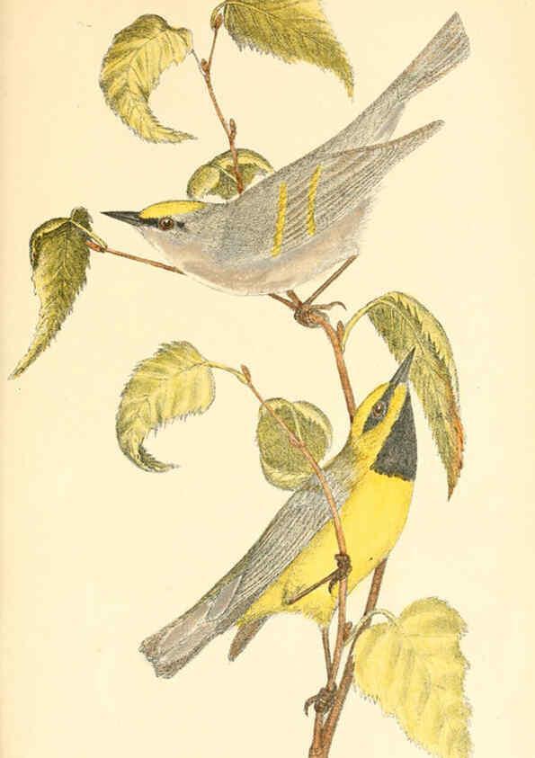 Reproducción/Reproduction 6383198763: The warblers of New England West Newton,C. J. Maynard,1905