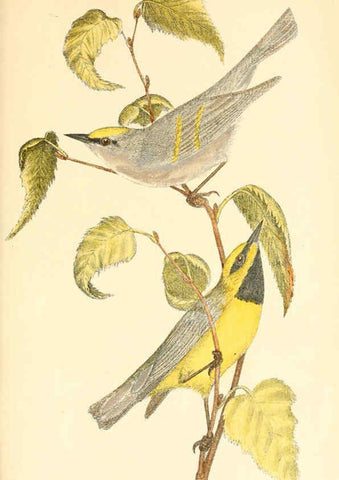 Reproducción/Reproduction 6383198763: The warblers of New England West Newton,C. J. Maynard,1905