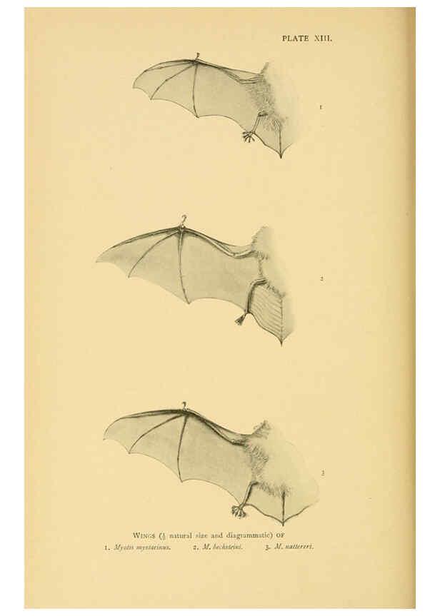 Reproducción/Reproduction 6383352531: A history of British mammals. v.1. London :Gurney and Jackson,1910-1921