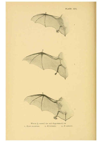 Reproducción/Reproduction 6383352531: A history of British mammals. v.1. London :Gurney and Jackson,1910-1921