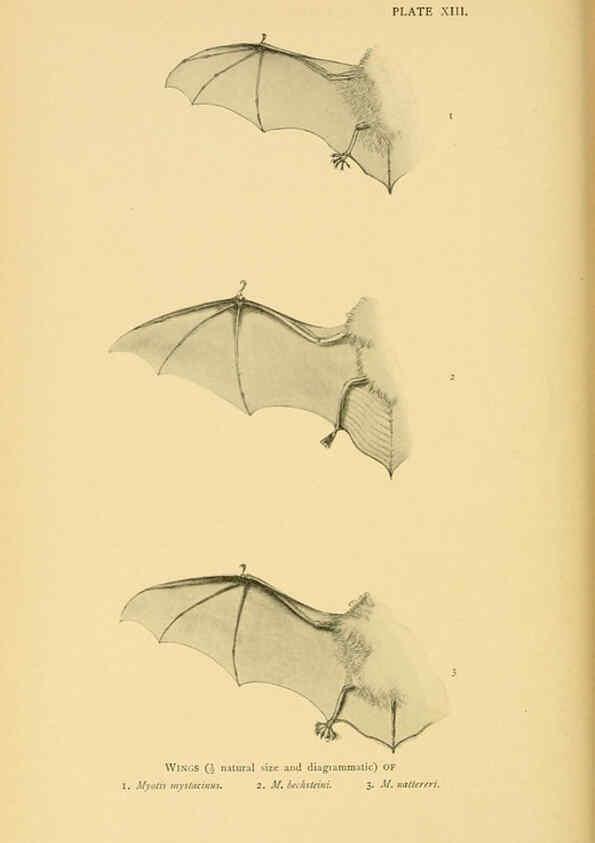 Reproducción/Reproduction 6383352531: A history of British mammals. v.1. London :Gurney and Jackson,1910-1921