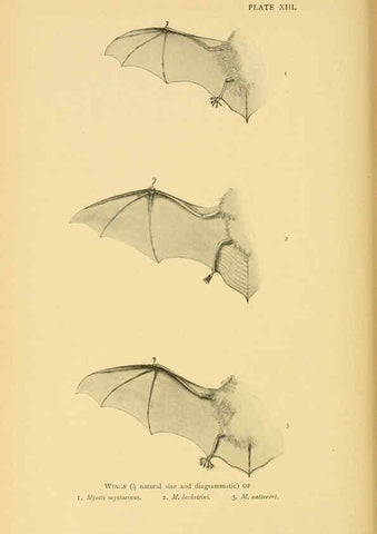 Reproducción/Reproduction 6383352531: A history of British mammals. v.1. London :Gurney and Jackson,1910-1921