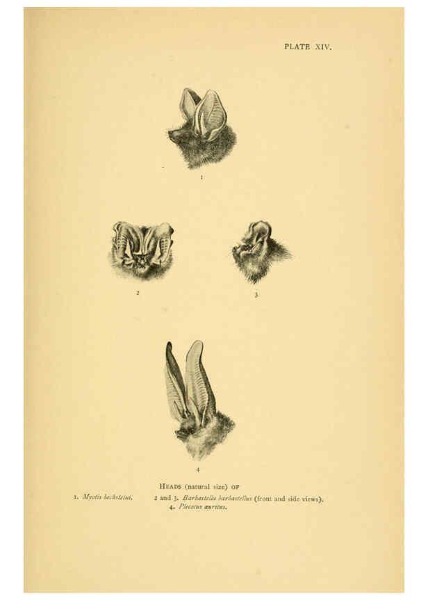 Reproducción/Reproduction 6383352857: A history of British mammals. v.1. London :Gurney and Jackson,1910-1921