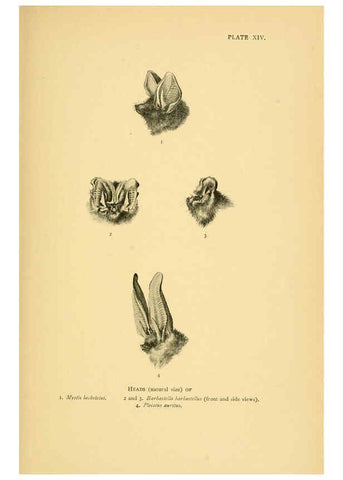 Reproducción/Reproduction 6383352857: A history of British mammals. v.1. London :Gurney and Jackson,1910-1921