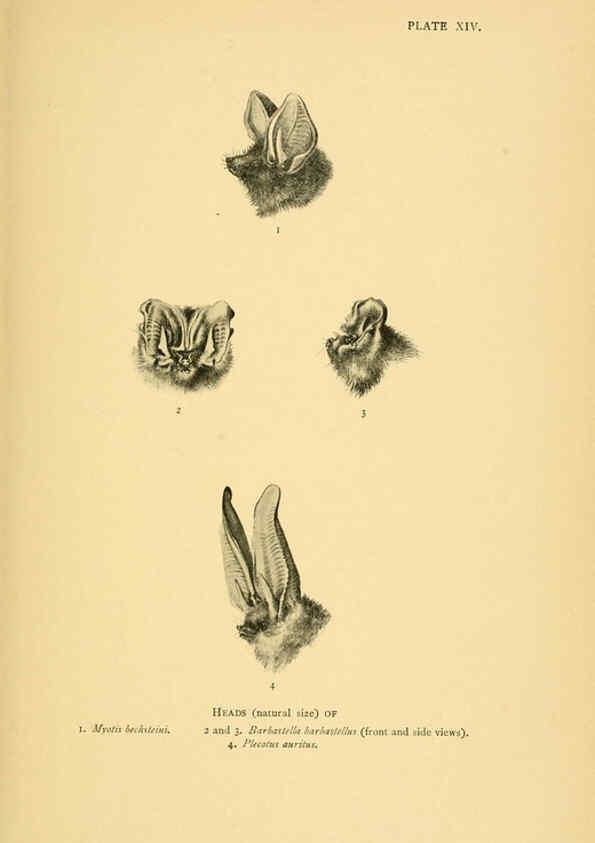 Reproducción/Reproduction 6383352857: A history of British mammals. v.1. London :Gurney and Jackson,1910-1921
