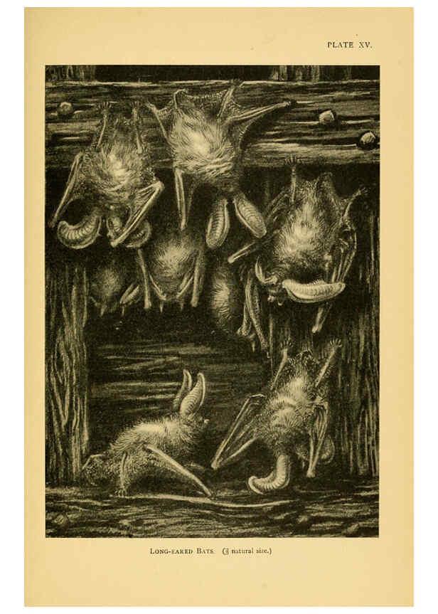 Reproducción/Reproduction 6383353217: A history of British mammals. v.1. London :Gurney and Jackson,1910-1921