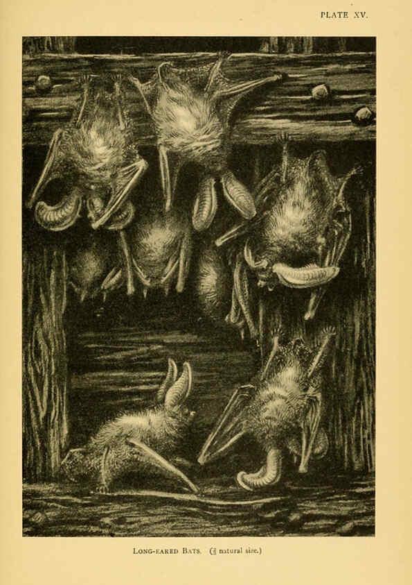 Reproducción/Reproduction 6383353217: A history of British mammals. v.1. London :Gurney and Jackson,1910-1921