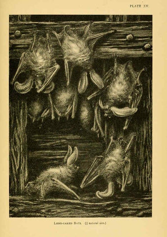 Reproducción/Reproduction 6383353217: A history of British mammals. v.1. London :Gurney and Jackson,1910-1921