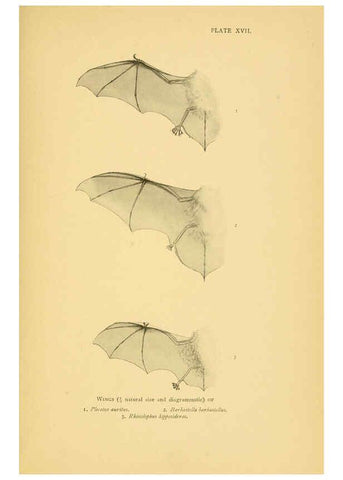 Reproducción/Reproduction 6383353585: A history of British mammals. v.1. London :Gurney and Jackson,1910-1921