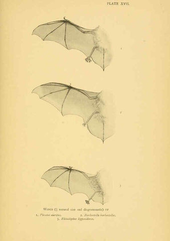 Reproducción/Reproduction 6383353585: A history of British mammals. v.1. London :Gurney and Jackson,1910-1921