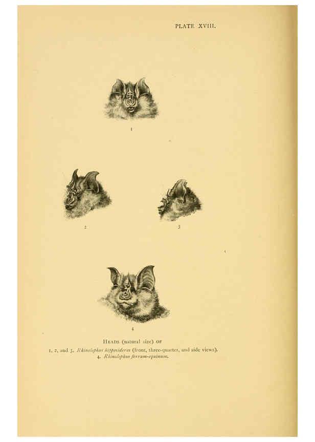 Reproducción/Reproduction 6383354019: A history of British mammals. v.1. London :Gurney and Jackson,1910-1921