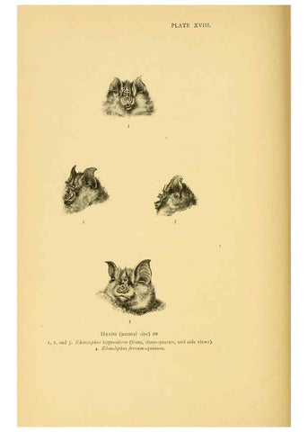Reproducción/Reproduction 6383354019: A history of British mammals. v.1. London :Gurney and Jackson,1910-1921