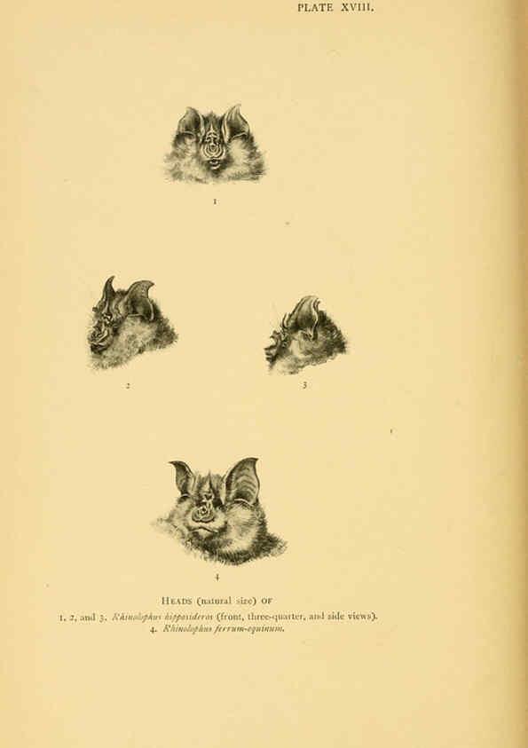 Reproducción/Reproduction 6383354019: A history of British mammals. v.1. London :Gurney and Jackson,1910-1921
