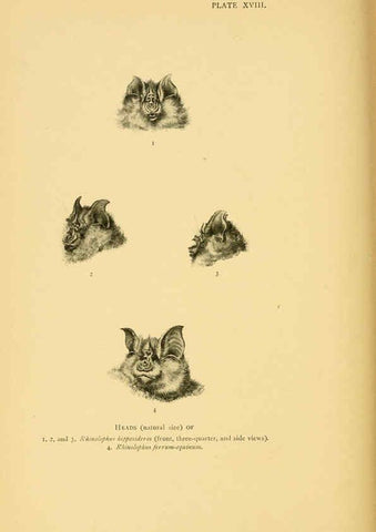 Reproducción/Reproduction 6383354019: A history of British mammals. v.1. London :Gurney and Jackson,1910-1921