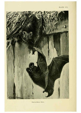 Reproducción/Reproduction 6383354359: A history of British mammals. v.1. London :Gurney and Jackson,1910-1921