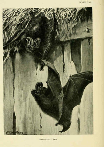 Reproducción/Reproduction 6383354359: A history of British mammals. v.1. London :Gurney and Jackson,1910-1921