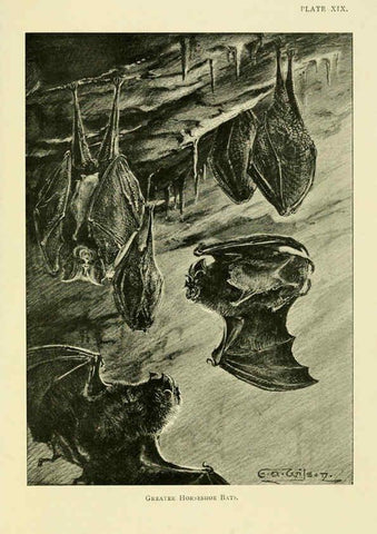Reproducción/Reproduction 6383354643: A history of British mammals. v.1. London :Gurney and Jackson,1910-1921