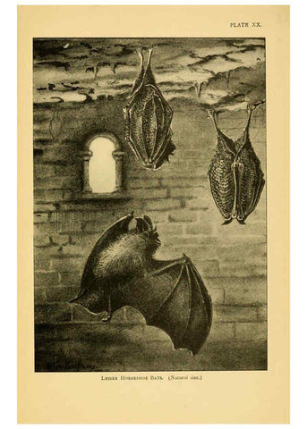 Reproducción/Reproduction 6383355143: A history of British mammals. v.1. London :Gurney and Jackson,1910-1921
