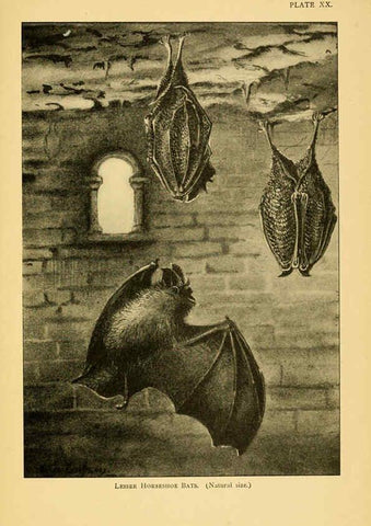 Reproducción/Reproduction 6383355143: A history of British mammals. v.1. London :Gurney and Jackson,1910-1921