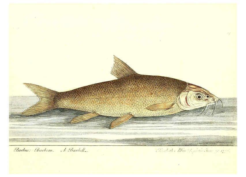 Reproducción/Reproduction 6384077837: The history of esculent fish London :Printed for Edward Jeffrey [etc.],1794