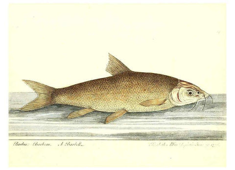Reproducción/Reproduction 6384077837: The history of esculent fish London :Printed for Edward Jeffrey [etc.],1794