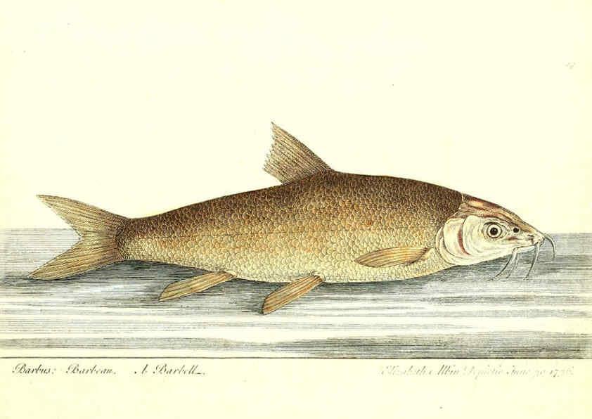 Reproducción/Reproduction 6384077837: The history of esculent fish London :Printed for Edward Jeffrey [etc.],1794