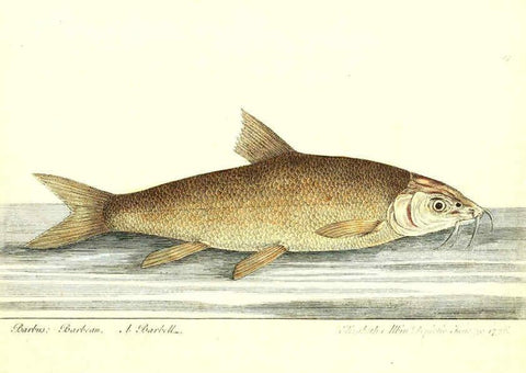 Reproducción/Reproduction 6384077837: The history of esculent fish London :Printed for Edward Jeffrey [etc.],1794