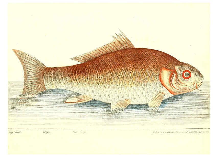 Reproducción/Reproduction 6384078371: The history of esculent fish London :Printed for Edward Jeffrey [etc.],1794