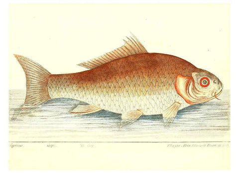 Reproducción/Reproduction 6384078371: The history of esculent fish London :Printed for Edward Jeffrey [etc.],1794