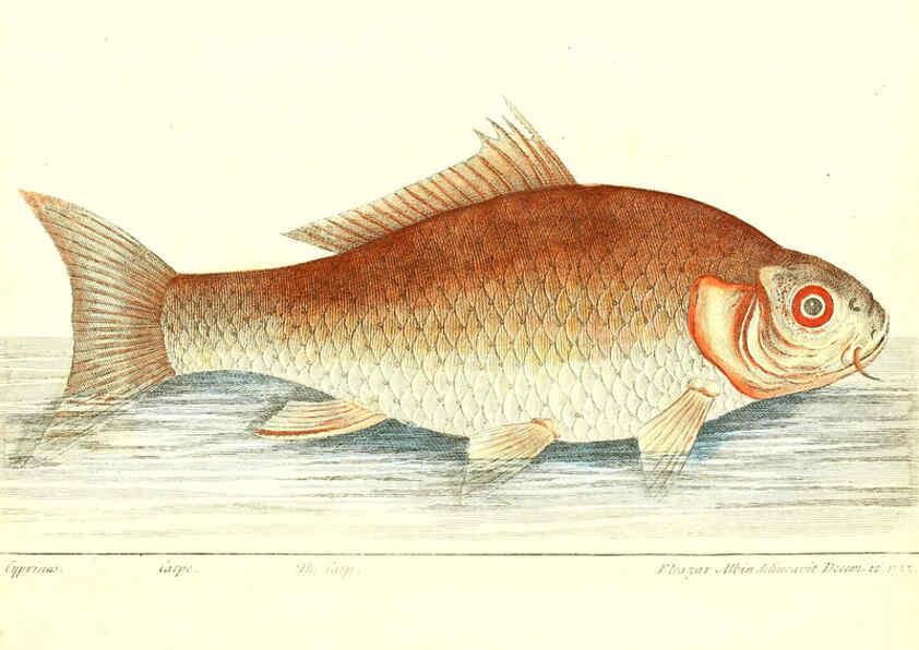 Reproducción/Reproduction 6384078371: The history of esculent fish London :Printed for Edward Jeffrey [etc.],1794
