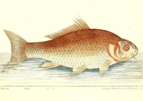 Reproducción/Reproduction 6384078371: The history of esculent fish London :Printed for Edward Jeffrey [etc.],1794