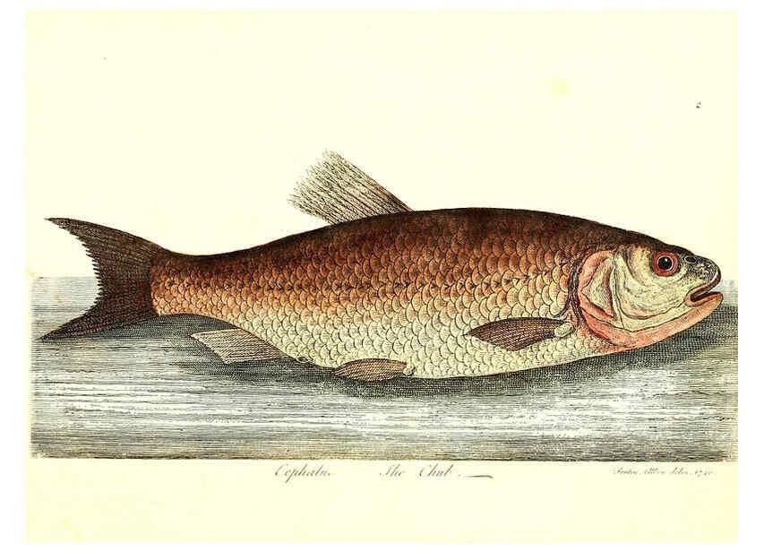 Reproducción/Reproduction 6384078981: The history of esculent fish London :Printed for Edward Jeffrey [etc.],1794