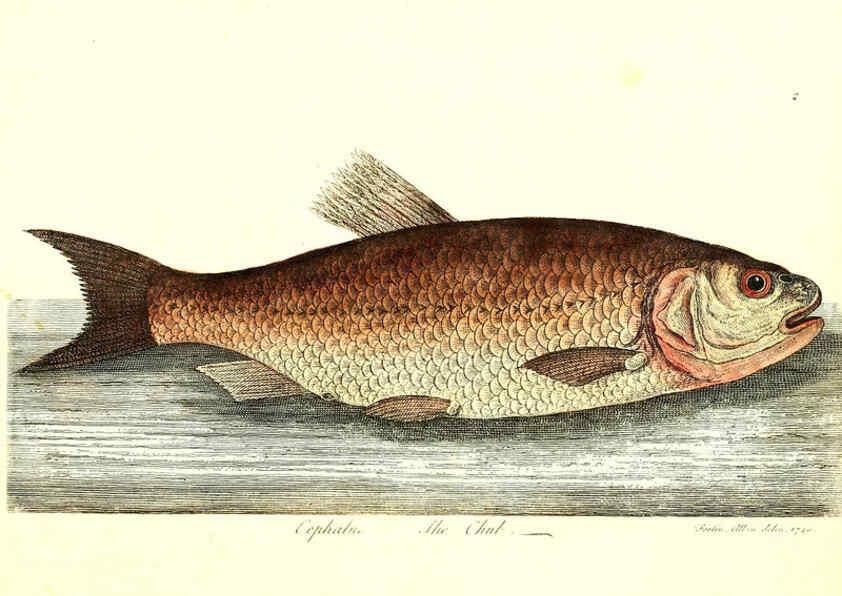 Reproducción/Reproduction 6384078981: The history of esculent fish London :Printed for Edward Jeffrey [etc.],1794