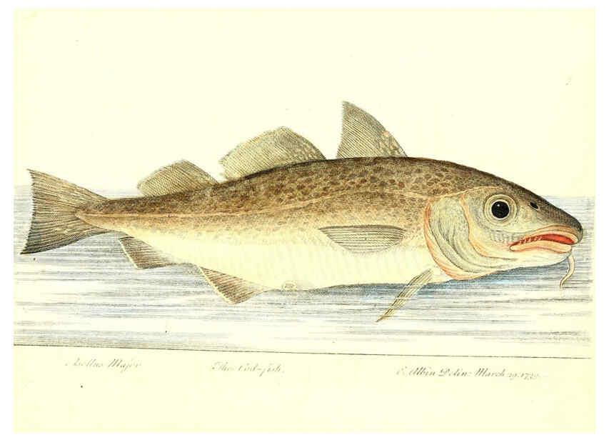 Reproducción/Reproduction 6384079643: The history of esculent fish London :Printed for Edward Jeffrey [etc.],1794