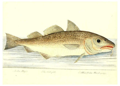 Reproducción/Reproduction 6384079643: The history of esculent fish London :Printed for Edward Jeffrey [etc.],1794