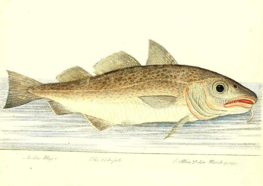 Reproducción/Reproduction 6384079643: The history of esculent fish London :Printed for Edward Jeffrey [etc.],1794