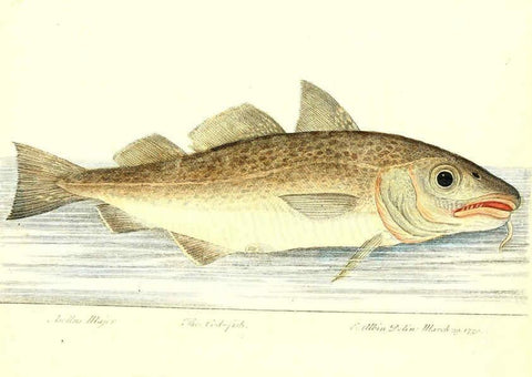 Reproducción/Reproduction 6384079643: The history of esculent fish London :Printed for Edward Jeffrey [etc.],1794