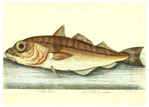 Reproducción/Reproduction 6384080089: The history of esculent fish London :Printed for Edward Jeffrey [etc.],1794