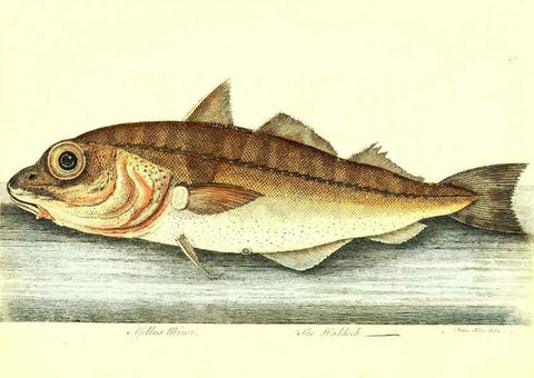 Reproducción/Reproduction 6384080089: The history of esculent fish London :Printed for Edward Jeffrey [etc.],1794