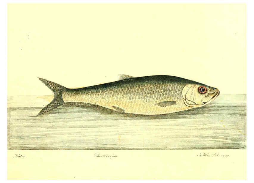 Reproducción/Reproduction 6384080505: The history of esculent fish London :Printed for Edward Jeffrey [etc.],1794