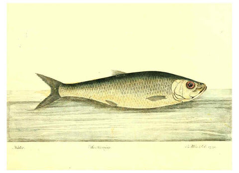 Reproducción/Reproduction 6384080505: The history of esculent fish London :Printed for Edward Jeffrey [etc.],1794