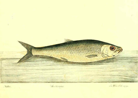 Reproducción/Reproduction 6384080505: The history of esculent fish London :Printed for Edward Jeffrey [etc.],1794
