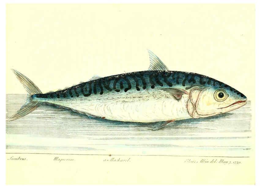 Reproducción/Reproduction 6384080949: The history of esculent fish London :Printed for Edward Jeffrey [etc.],1794