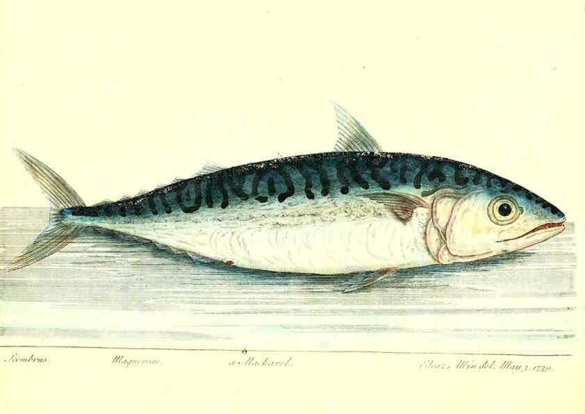 Reproducción/Reproduction 6384080949: The history of esculent fish London :Printed for Edward Jeffrey [etc.],1794